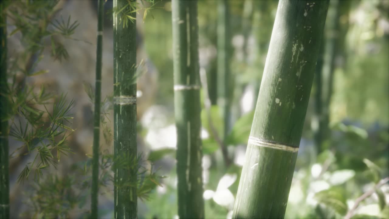 fondo de bosque de árboles de bambú verdes