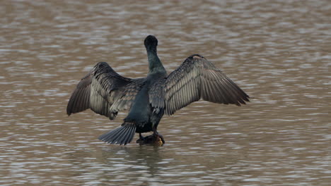 Cormorán-Grande-Dominante-Adulto-Ahuyenta-Al-Joven-Pájaro-Cormorán-Negro-Secando-Las-Alas-En-El-Poste-Y-Tomó-Su-Lugar-En-La-Percha