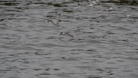 Terns-and-Gulls-Skimming-for-Food-are-migratory-seabirds-to-Thailand,-flying-around-in-circles,-taking-turns-to-skim-for-food-floating-on-the-sea-at-Bangpu-Recreational-Center-wharf