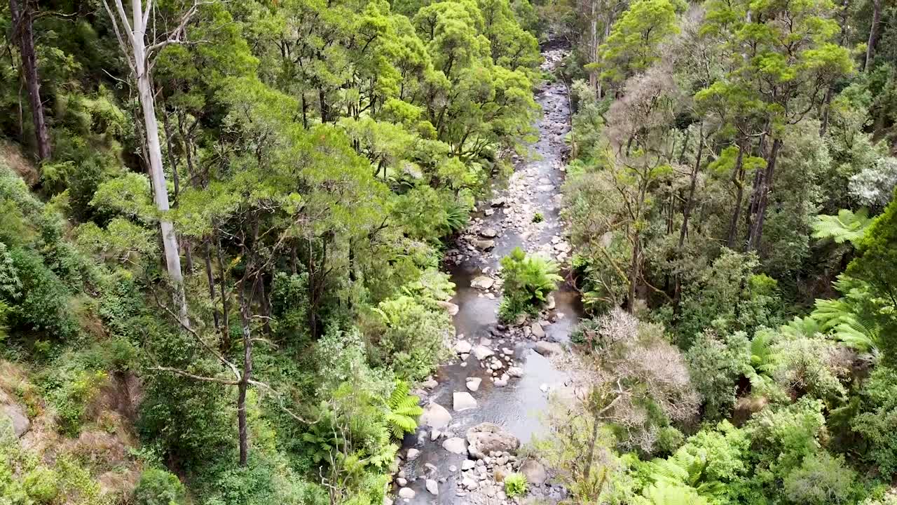 toma aérea del río que atraviesa la selva australiana, victoria