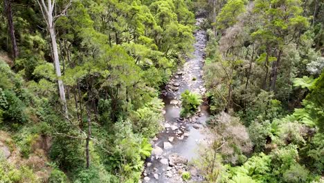 Toma-Aérea-Del-Río-Que-Atraviesa-La-Selva-Australiana,-Victoria