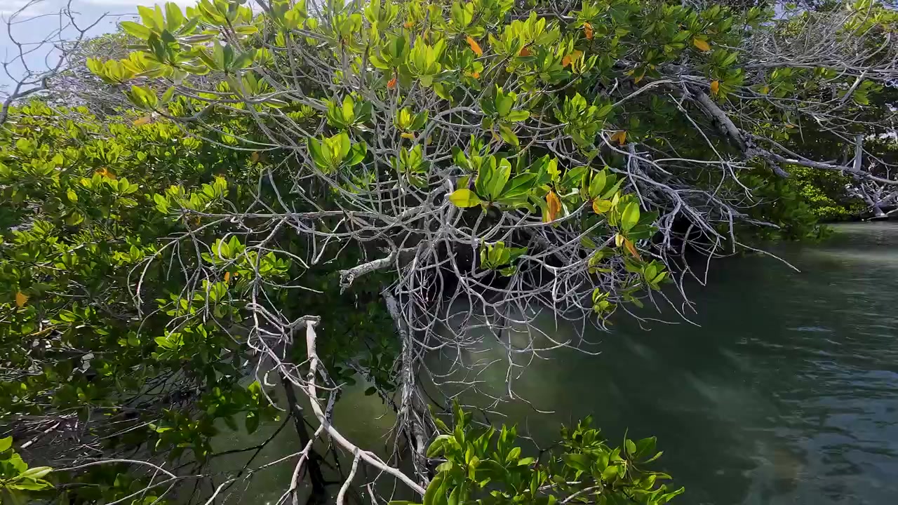 Navegando hacia un bosque de manglares en el mar Caribe.