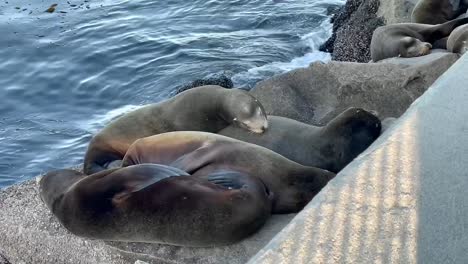 fauna selvatica della baia di monterey. leoni marini che riposano sulle rocce