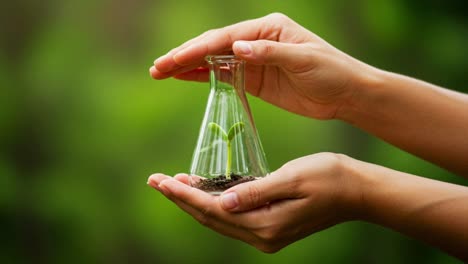 caring for a small seedling placed in a glass flask while it grows under the gentle glow of natural sunlight outdoors