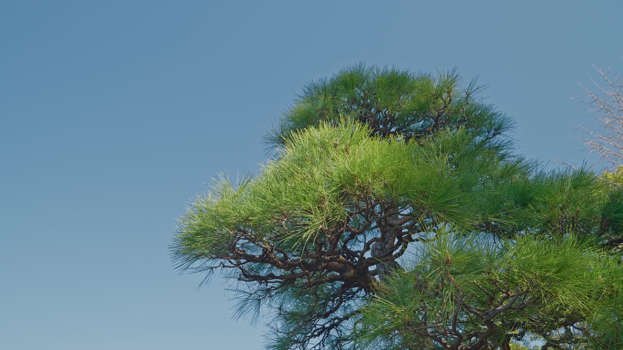 Una luminosa ripresa esterna incentrata sugli aghi verdi e rigogliosi sulla cima di un pino. I rami intricati risaltano nettamente contro un cielo blu chiaro e vibrante alla luce del giorno