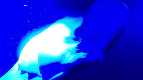 giant manta rays swim under blue light in ocean at night