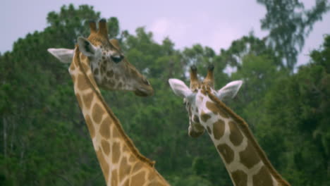 Closeup-panning-shot-of-two-giraffes