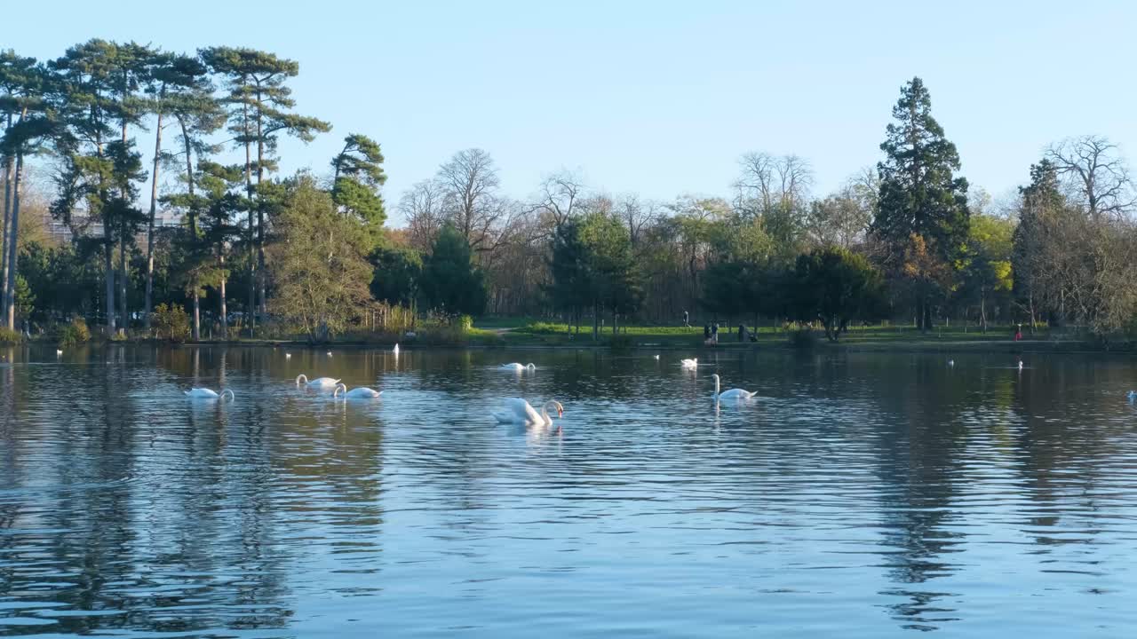 lago con cisnes y patos en los bosques de boulogne cerca de parís