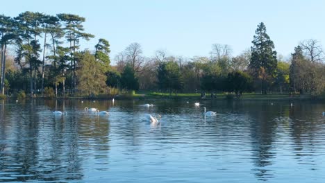 lago con cisnes y patos en los bosques de boulogne cerca de parís