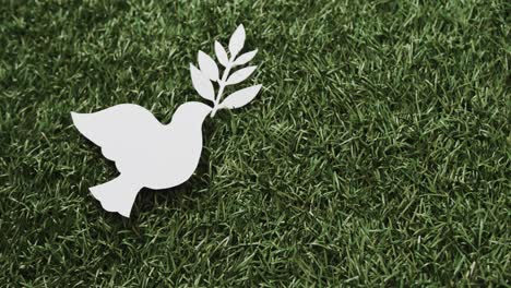 close up of white white dove with leaf and copy space on grass background