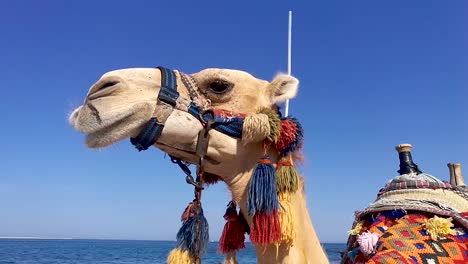 un camello con decoraciones tradicionales de colores brillantes masticando comida y mostrando los dientes durante un caluroso día de verano, todavía
