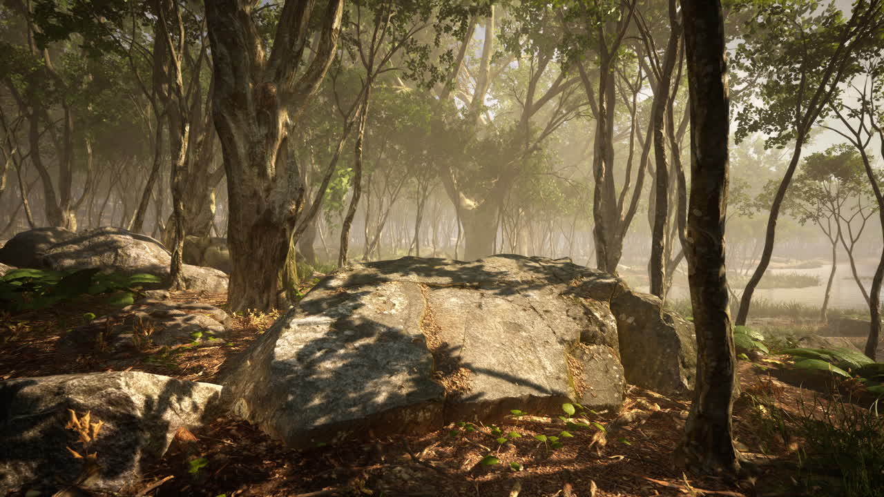 큰 바위 가 있는 안개 가 가득 한 숲 길