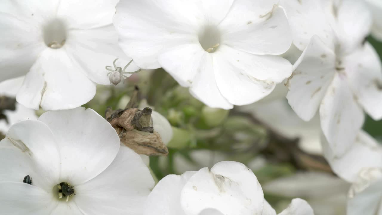 Die Krabbenspinne kriecht auf der weißen Blume