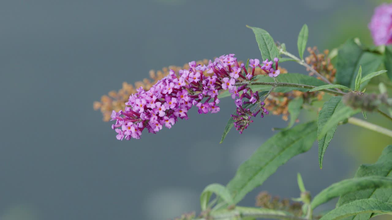 Purple butterfly bush flowers move in soft breeze, with blurred pond water background, natural daylight