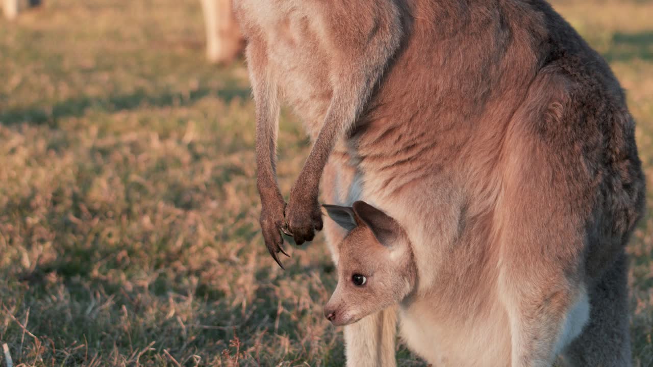 A kangaroo joey peeks out from its mother’s pouch in warm sunset light on grassy terrain, captured with steady, close-up camera framing