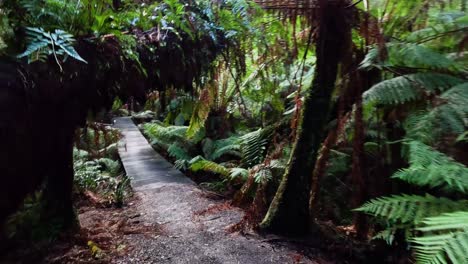 caminando por el exuberante sendero de la selva tropical en melbourne