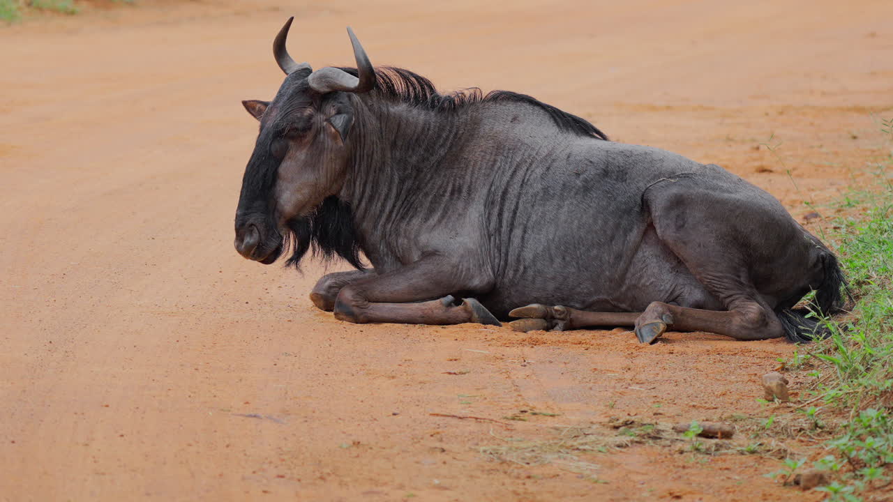 Wildebeest resting on a dirt road