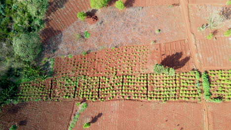 top down aerial of cultivated farmland in rural kenya