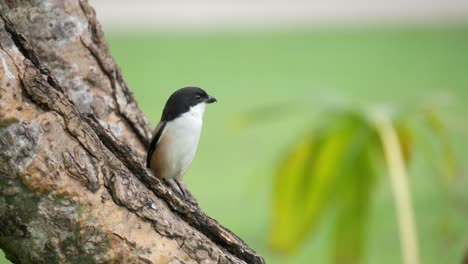 Rufous-backed-Oder-Long-tailed-Shrike-Auf-Der-Suche-Nach-Beute-Auf-Baumstamm---Nahaufnahme-Porträt