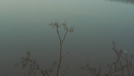 static shot of the water reflection from tree branches