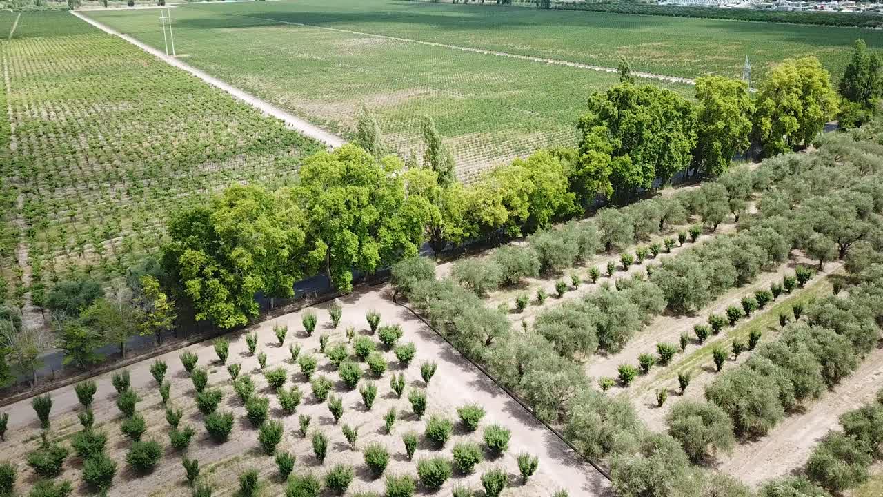Agricultural Fields in Mendoza Winde Country, Argentina, Aerial View of Olive Farming Plantations