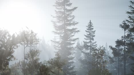 misty-nordic-forest-in-early-morning-with-fog