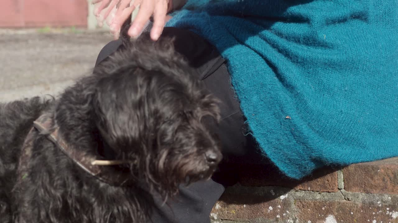 senior woman resting suffering from tremor attack trying to carees the pet. Mental health and elderly care concept, slow motion