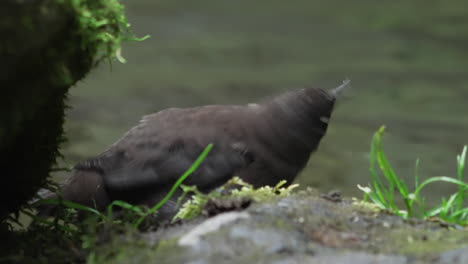 Brown-dipper-perching-and-preening-on-the-streambank,-close-up