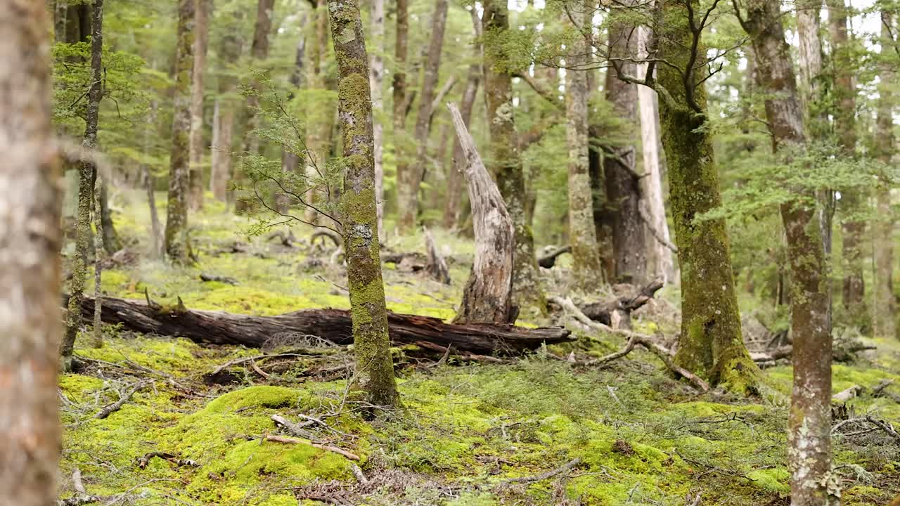 Lush green forest with moss-covered ground and towering trees. Soft natural lighting creates a tranquil atmosphere