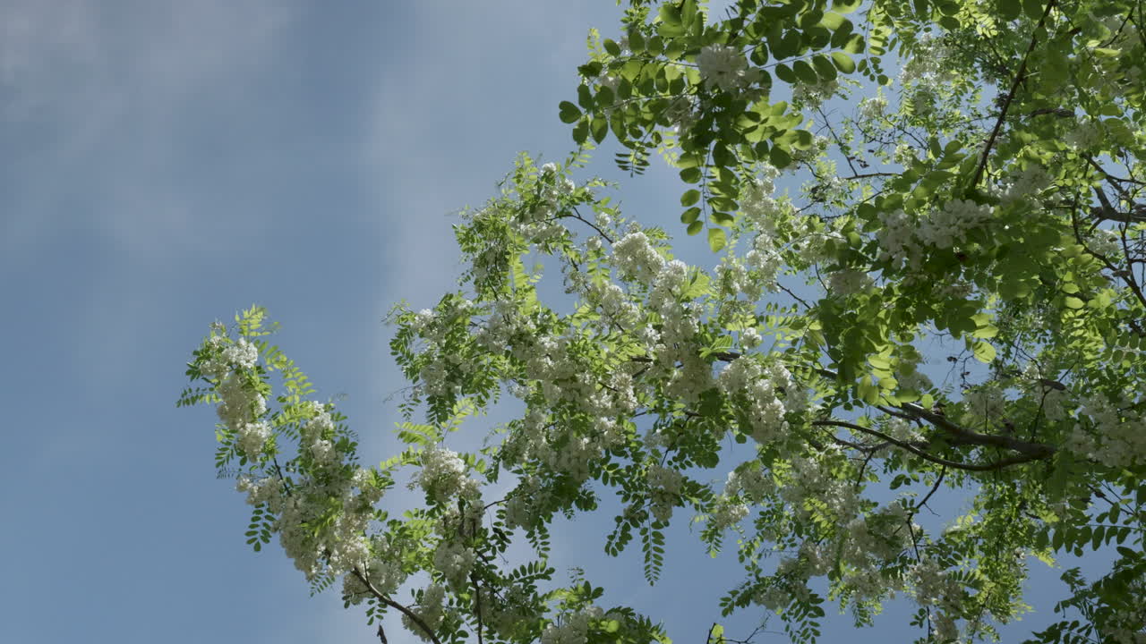 Blooming tree branches against blue sky
