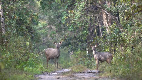 dos ciervos sambar parados con cautela en un camino de tierra en el parque nacional de chitwan y probando la brisa en busca de signos de peligro