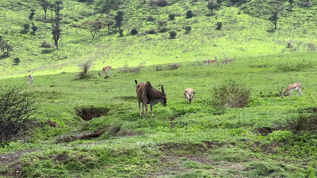 Common eland (Taurotragus oryx) in Ngorongoro Crater. Tanzania.