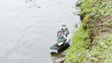 Schwarz-Weiß-Ente,-Die-Anmutig-Schwanz-Und-Körper-Am-Rand-Des-Sees-Neben-Dem-Gras-Schüttelt