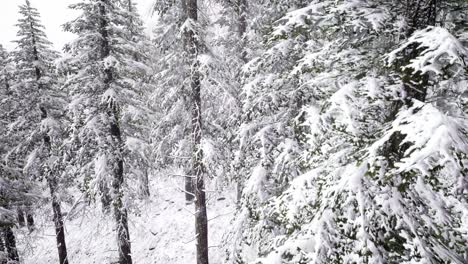 Flight-above-Winter-Forest