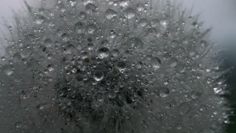 Dew-kissed Dandelion