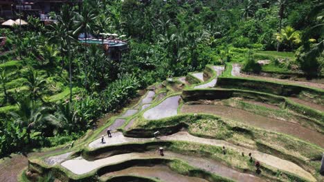 Tegallalang-rice-terraces