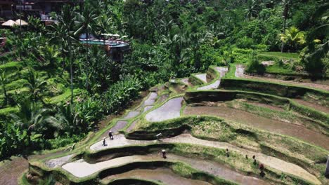 tegallalang rice terraces