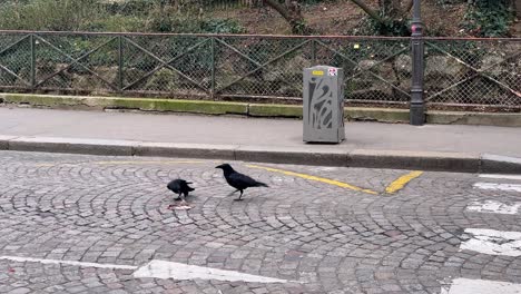 ravens eating a dead rat on road street paris, france, europe