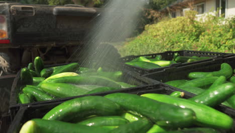 man hosing down and washing freshly harvested cucumbers placed in crates