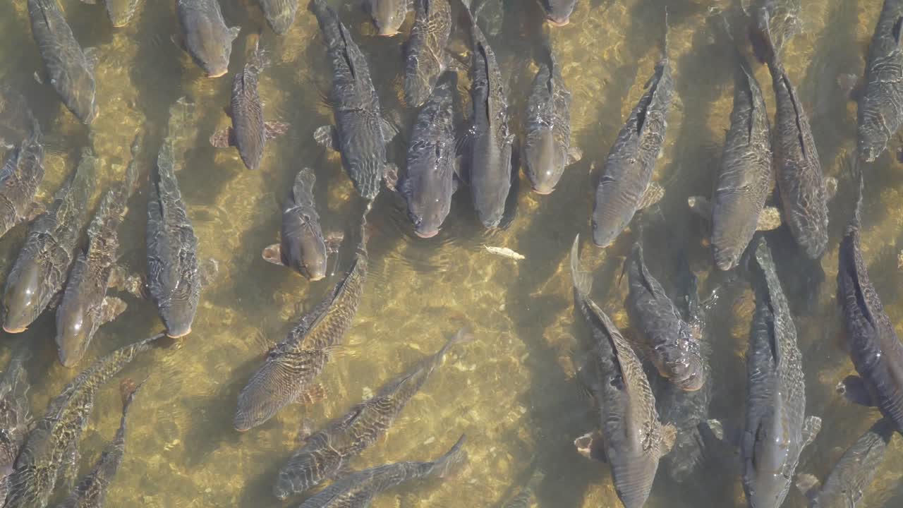 화창한 날 얕은 물에서 잉어 떼
