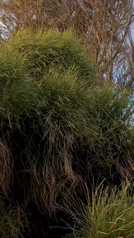 lush grass sways gently in the breeze against a vibrant sky along the great ocean road in melbourne, australia