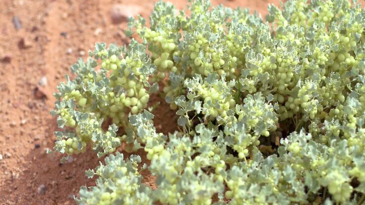 Verde tra la polvere rossa, dopo le inondazioni nell'outback.