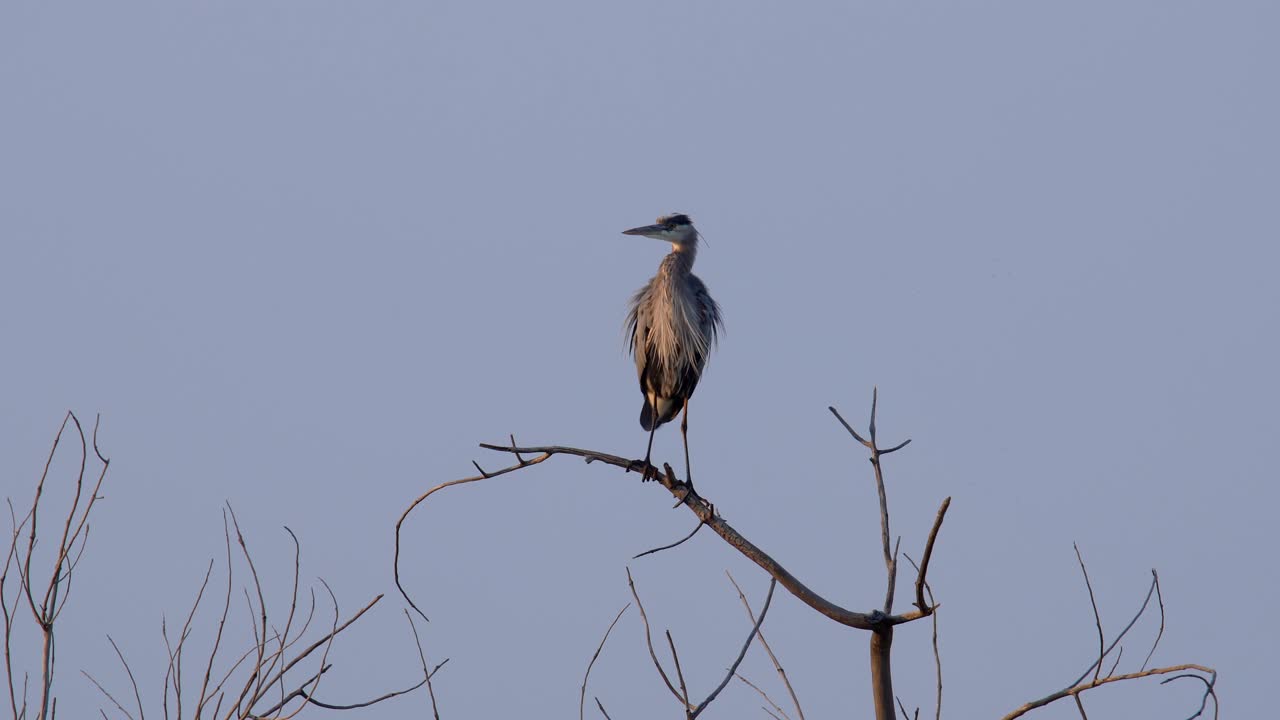gran garza azul posada en un árbol y observando sus alrededores