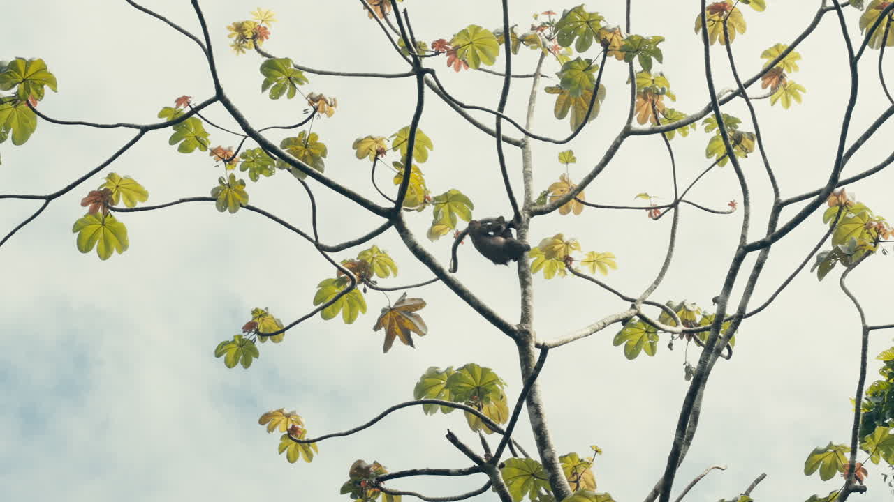 나무에 있는 게으름