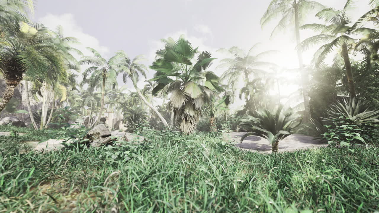 Sunlight filters through tall palm trees in a vibrant tropical setting