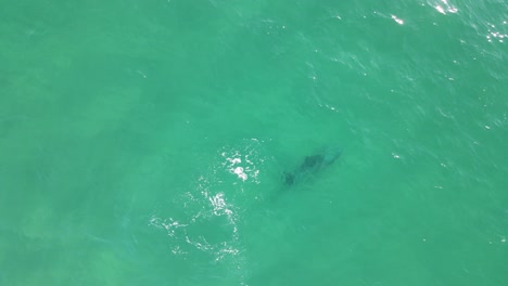 Dolphins-playfully-break-through-the-calm-ocean-surface-before-diving-deep