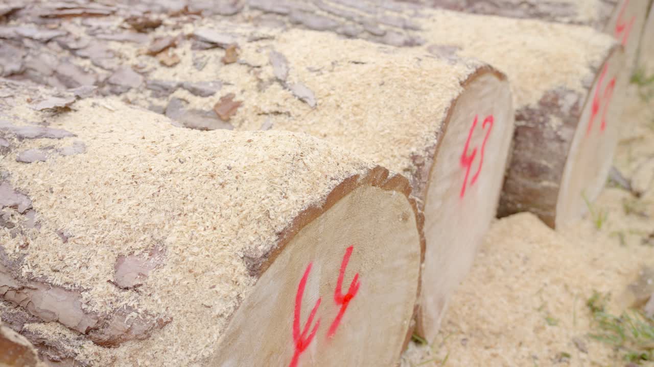 Tree trunks were felled and sawn off. Sawdust lies on the bark.
