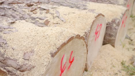 tree trunks were felled and sawn off. sawdust lies on the bark.