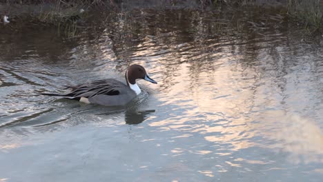 a single duck glides across tranquil water.