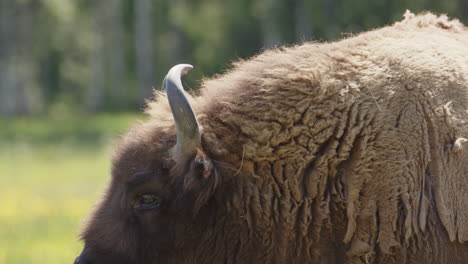 Shaggy-fur-coat-and-beard-of-European-bison-basking-in-sun,-profile-closeup